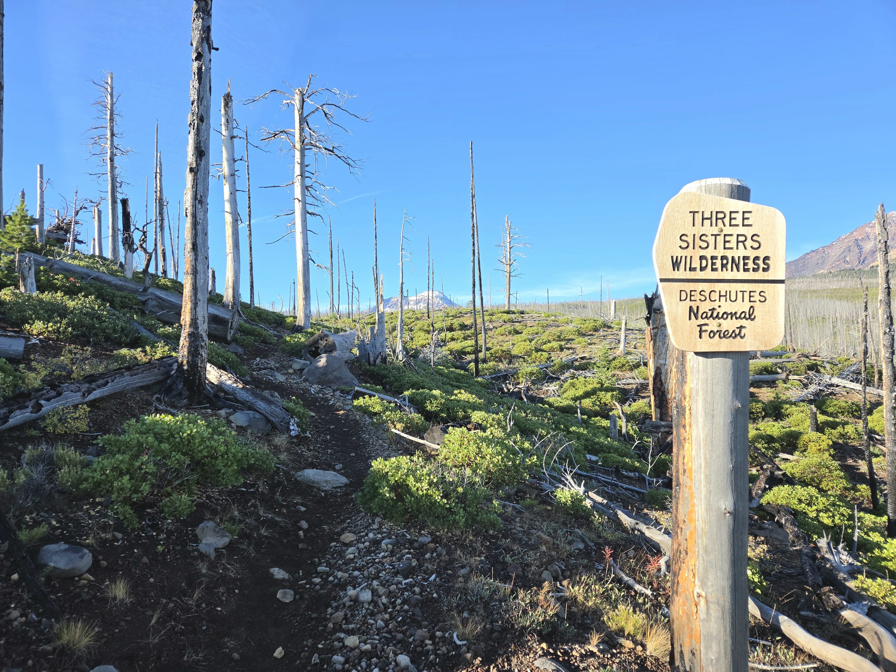 New growth is gradually returning to the Pole Creek burn area along the lower trail to Camp Lake.